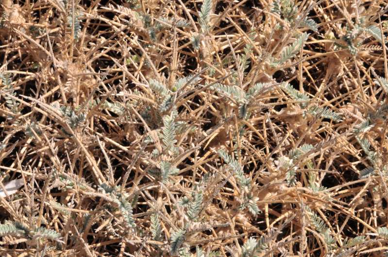 Astragalus thermensis / Astragalo di Sciacca